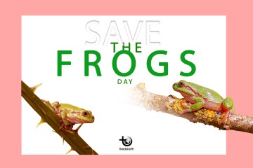 How to Protect Frogs from Extinction